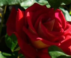 Photo 400766