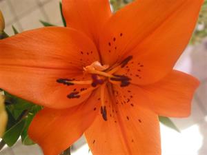 Photo 405331