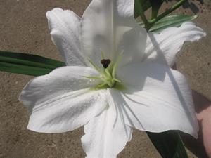 Photo 407512