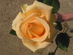 Photo 422395